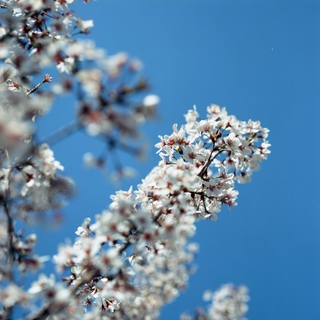 rolleiflex-sl66-with-ttl-meter-finder--filmed-by-carl-zeiss-s-planar-156-f120mm--kodak-ektar-100-location-kurome-river-side-asaka-shi-japan-march-27-2016_26159400926_o.jpg