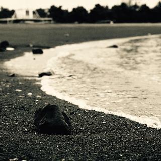 rolleiflex-sl66-with-ttl-meter-finder--filmed-by-carl-zeiss-s-planar-156-f120mm--kodak-tri-x-400-partly-transfer-processed--tokyo-bayside-park-tsubasa-koen-near-haneda-airport-may-6-2016_26953447556_o.jpg