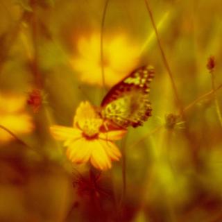 rolleiflex-sl66-with-ttl-meter-finder--filmed-by-homemade-lens-using-a-x2-magnifier-lens-lomography-redscale-xr-50-200-location-wako-jurin-koen-wako-forest-park--saitama-september-3-2016_29526784956_o.jpg