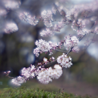 rolleiflex-sl66-with-ttl-meter-finder--filmed-by-homemade-lens-using-a-x23-magnifier-lens-a-x20-magnifier-lens-etc--fuji-pro-160-ns--rikugi-en-asakusa-tokyo-japan-april-1-2016_25684624643_o.jpg