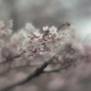 rolleiflex-sl66-with-ttl-meter-finder--filmed-by-homemade-lens-using-a-x23-magnifier-lens-a-x20-magnifier-lens-etc--fuji-pro-160-ns--rikugi-en-asakusa-tokyo-japan-april-1-2016_26195002682_o.jpg