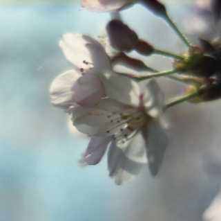 rolleiflex-sl66-with-ttl-meter-finder--filmed-by-homemade-lens-using-a-x23-magnifier-lens-a-x20-magnifier-lens-etc--fuji-pro-160-ns--rikugi-en-asakusa-tokyo-japan-april-1-2016_26221105351_o.jpg