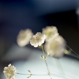 rolleiflex-sl66-with-ttl-meter-finder--filmed-by-rollei-hft-planar28--80-reversed-kodak-ektar-100-location-my-home-some-pictures-are-multi-exposed-asaka-shi-japan-february-14-2016_24496321544_o.jpg