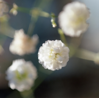 rolleiflex-sl66-with-ttl-meter-finder--filmed-by-rollei-hft-planar28--80-reversed-kodak-ektar-100-location-my-home-some-pictures-are-multi-exposed-asaka-shi-japan-february-14-2016_25100634176_o.jpg