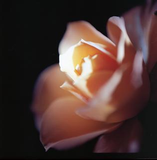 rolleiflex-sl66-with-ttl-meter-finder--filmed-by-rollei-hft-planar28--80-reversed-kodak-ektar-100-location-my-home-some-pictures-are-multi-exposed-asaka-shi-japan-february-14-2016_25101095116_o.jpg