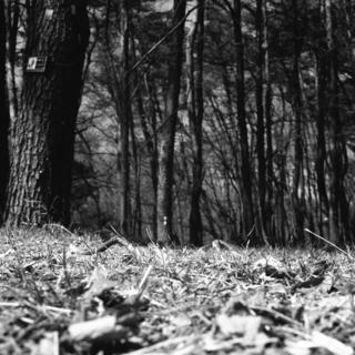 voigtlnder-superb-1933--skopar-75mm-f35-with-y-filter--kodak-tri-x-400-location-musashi-kyuryo-national-government-park-saitama-japan-april-2-2017_33097466353_o.jpg