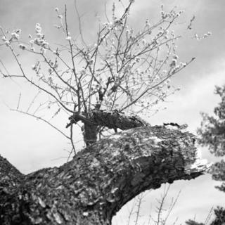 voigtlnder-superb-1933--skopar-75mm-f35-with-y-filter--kodak-tri-x-400-location-musashi-kyuryo-national-government-park-saitama-japan-april-2-2017_33097521183_o.jpg