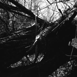 voigtlnder-superb-1933--skopar-75mm-f35-with-y-filter--kodak-tri-x-400-location-musashi-kyuryo-national-government-park-saitama-japan-april-2-2017_33098235673_o.jpg