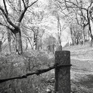 voigtlnder-superb-1933--skopar-75mm-f35-with-y-filter--kodak-tri-x-400-location-musashi-kyuryo-national-government-park-saitama-japan-april-2-2017_33910340955_o.jpg